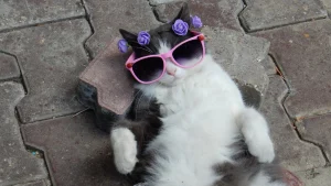 Gato com queda intensa de pelos: quando investigar o problema