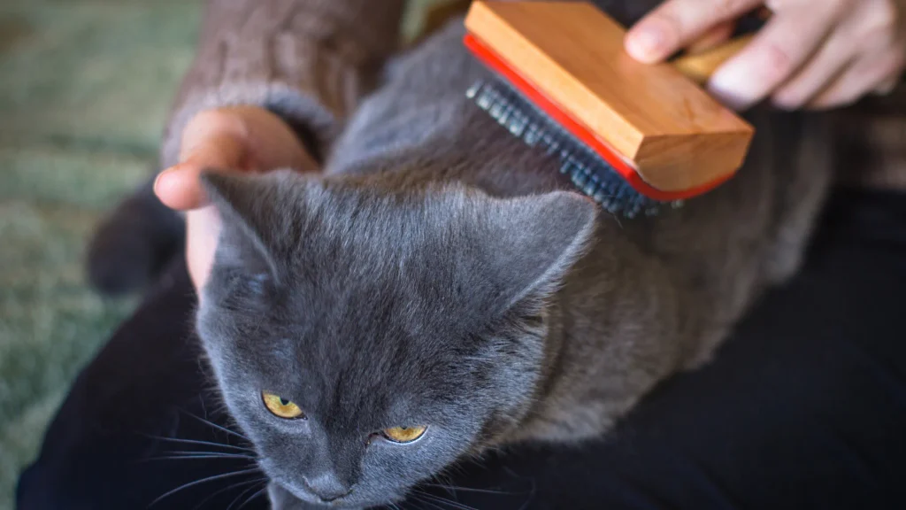 Gato com queda intensa de pelos