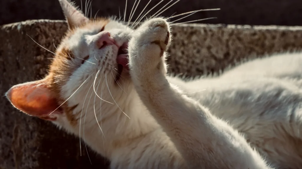 Gato perseguindo os pés