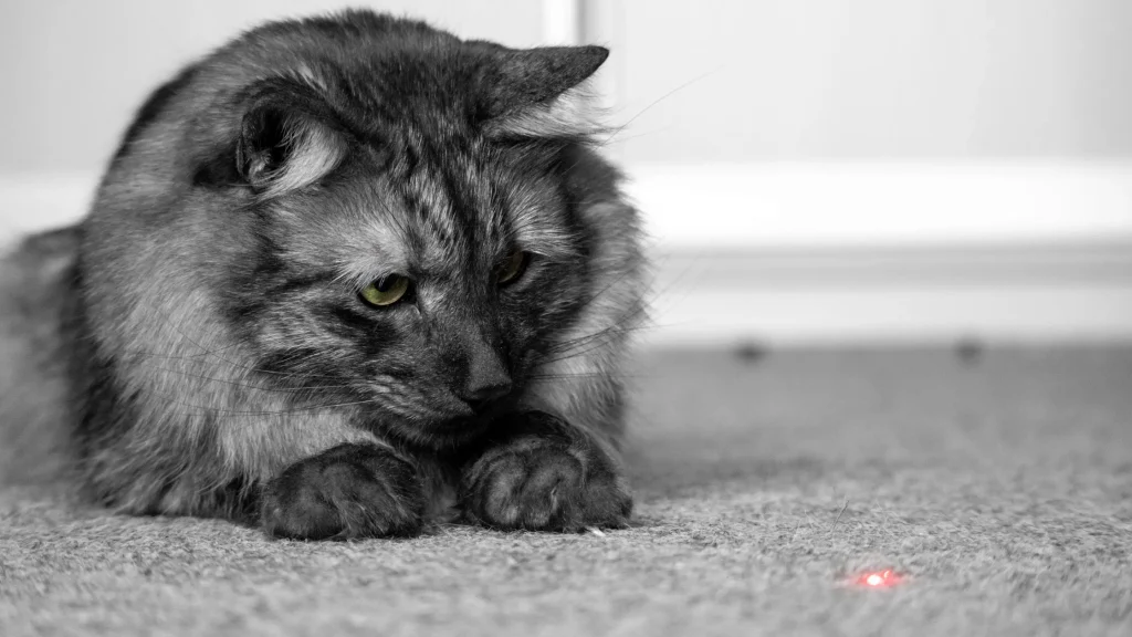 Gato perseguindo os pés