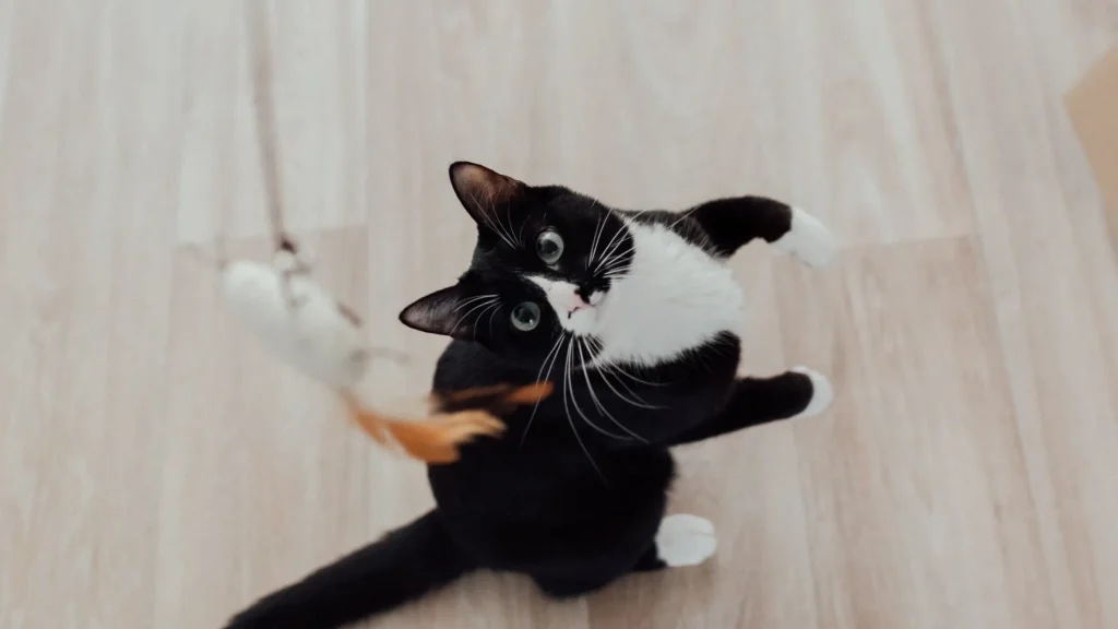 Gato perseguindo os pés