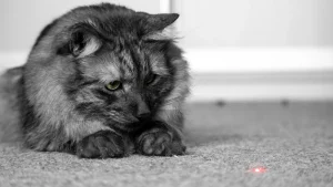 Gato perseguindo os pés: curiosidades do comportamento