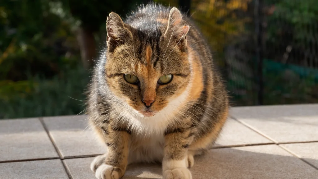 Gato sem acesso à rua
