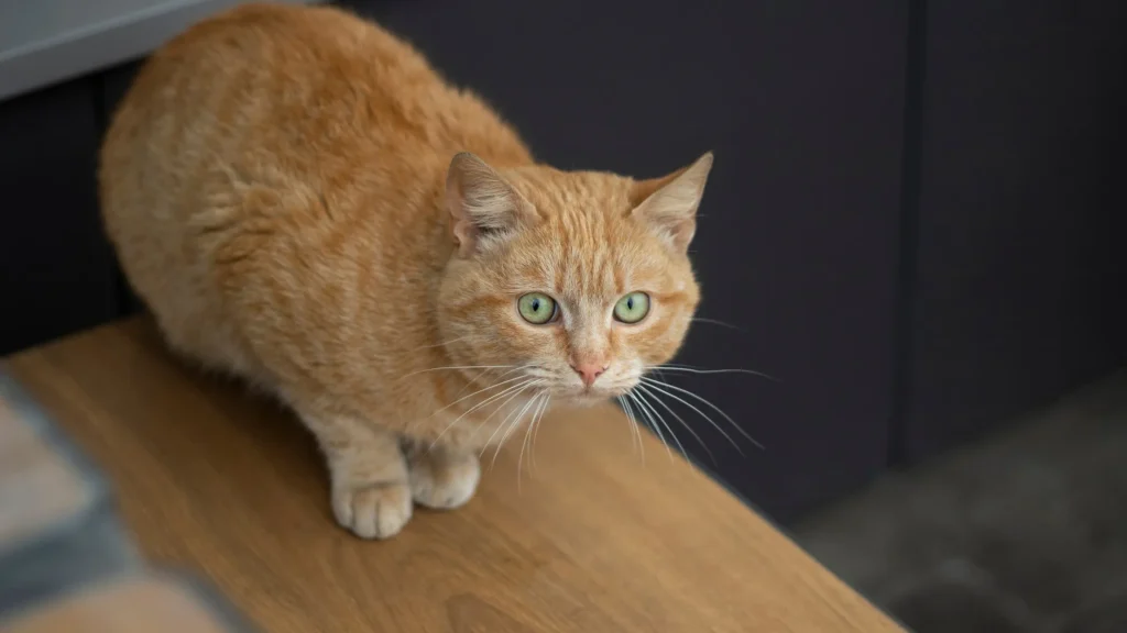 Gato sem acesso à rua