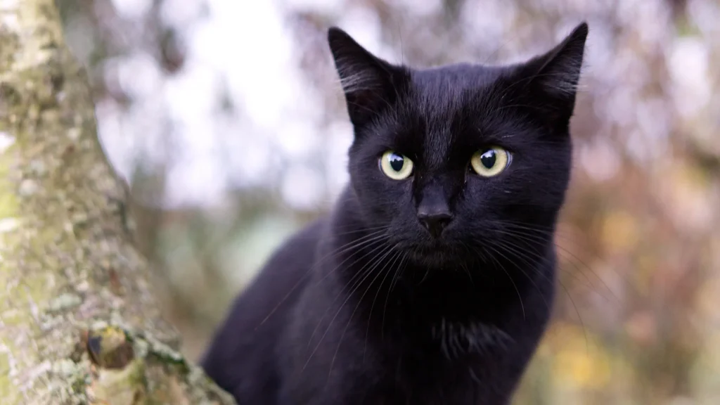 Gato sem acesso à rua