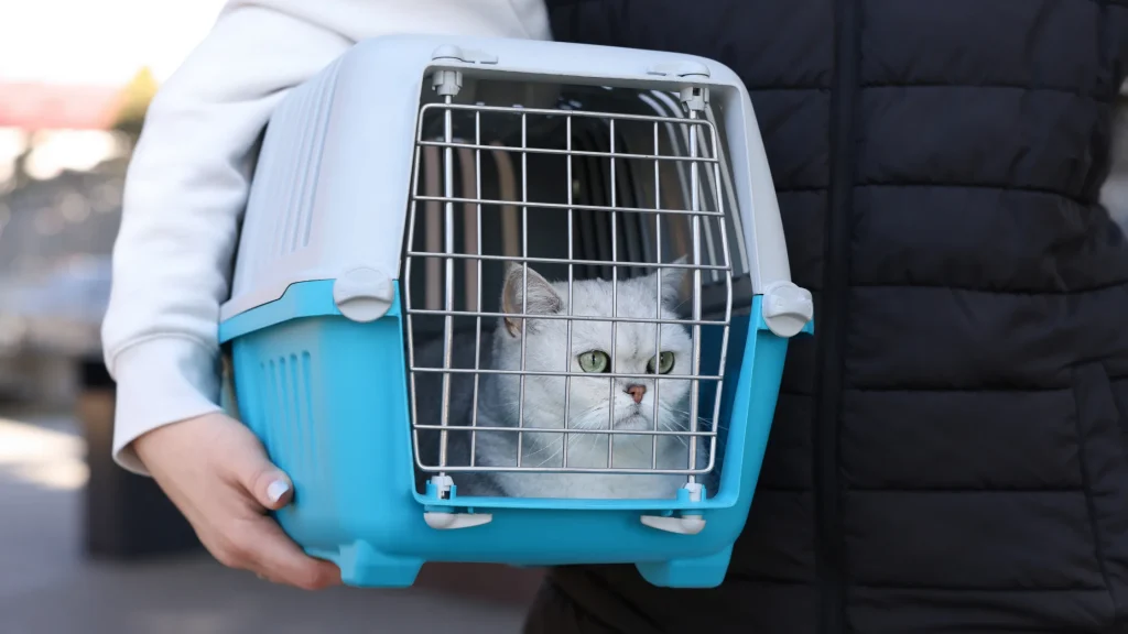 Gato usando caixa de transporte