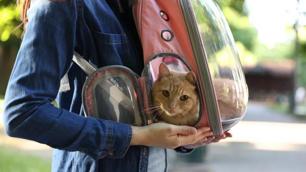 Gato usando caixa de transporte