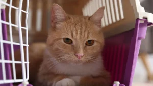 Gato usando caixa de transporte: adaptação antes da viagem