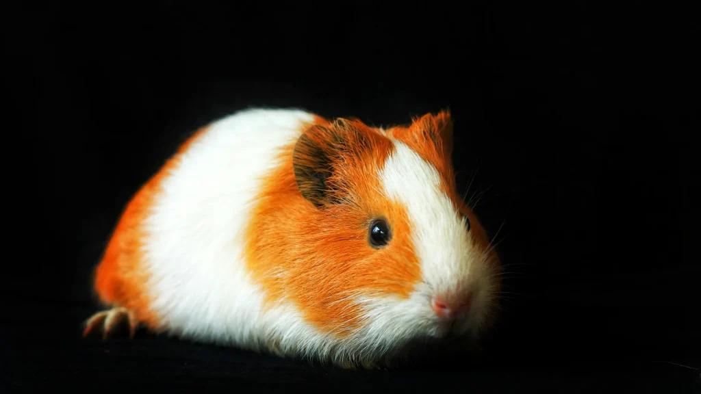 Hamster agressivo ao amanhecer