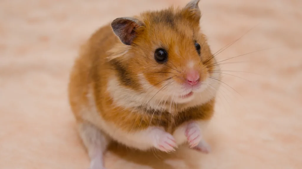 Hamster agressivo ao amanhecer
