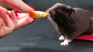Hamster agressivo ao amanhecer: possíveis explicações
