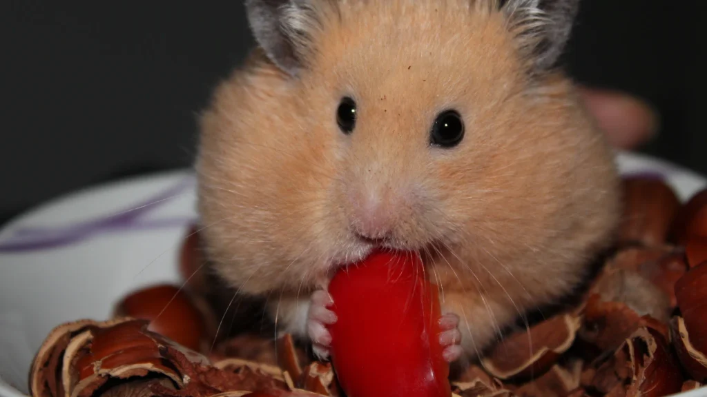 Hamster enchendo as bochechas
