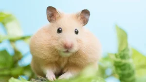 Hamster enchendo as bochechas: curiosidades e funções
