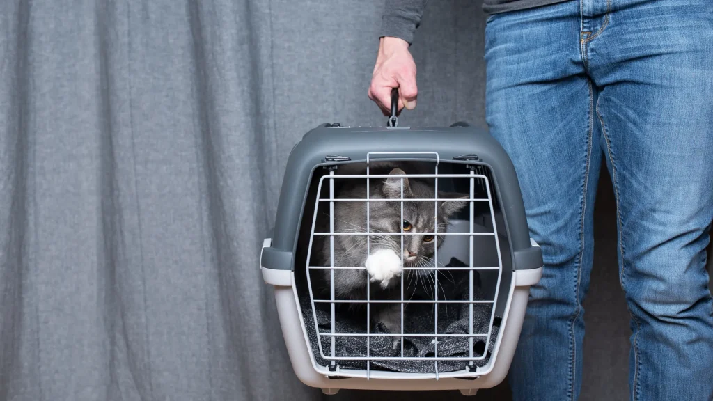 Kit de emergência para gatos