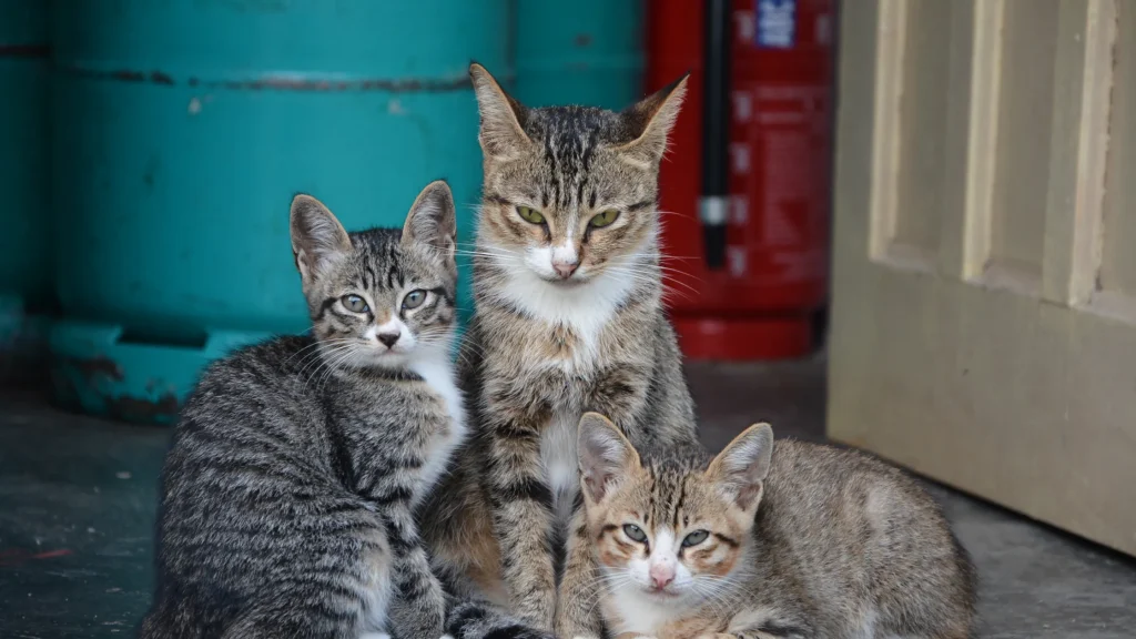 Kit de emergência para gatos