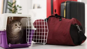 Kit de emergência para gatos: itens básicos para ter em casa