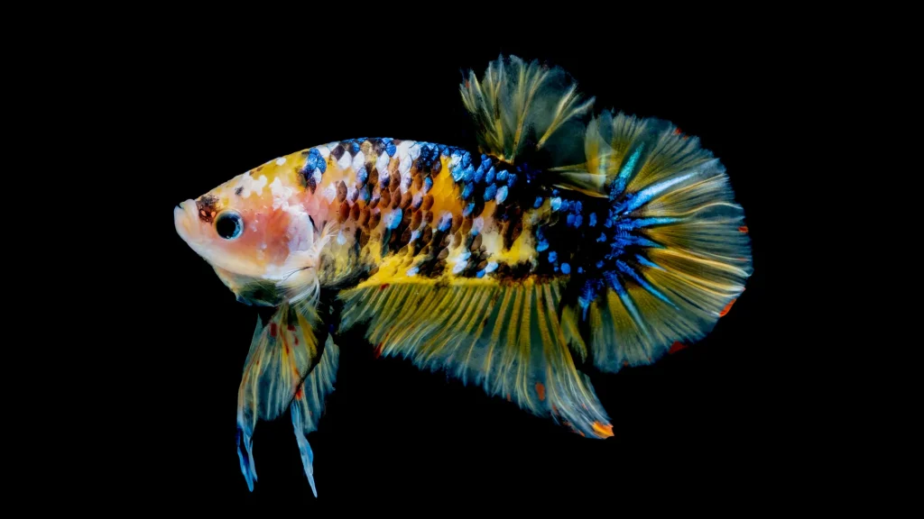 Peixe betta com água turva