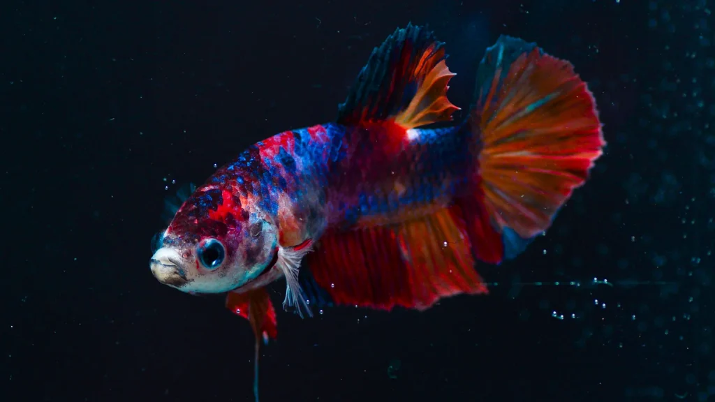 Peixe betta com água turva