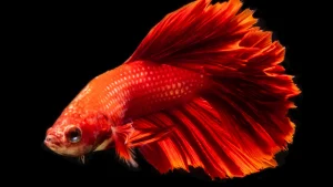 Peixe betta com água turva: cuidados para manter o aquário