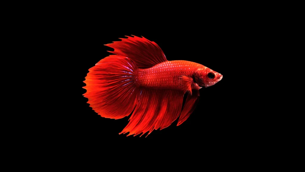 Peixe betta construindo ninhos