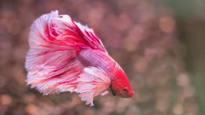 Peixe betta construindo ninhos: fatos curiosos da espécie