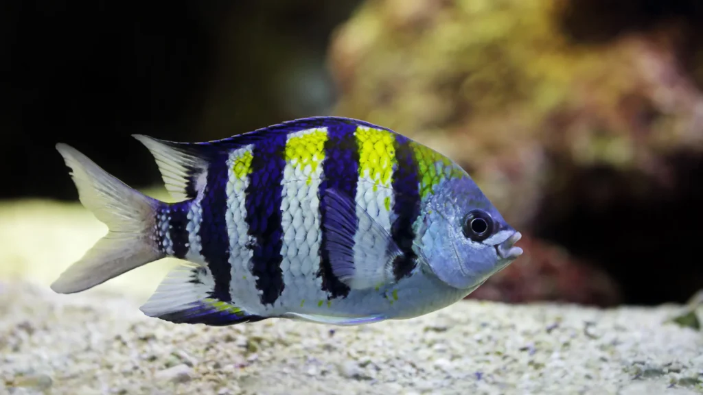 Peixe que se esconde frequentemente