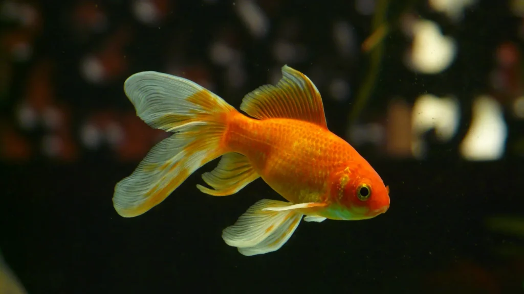 Peixe que se esconde frequentemente