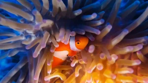 Peixe que se esconde frequentemente: o que avaliar