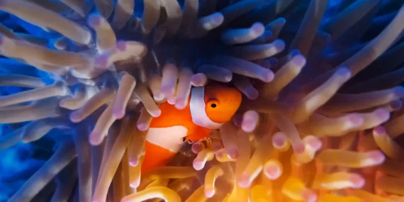 Peixe que se esconde frequentemente: o que avaliar