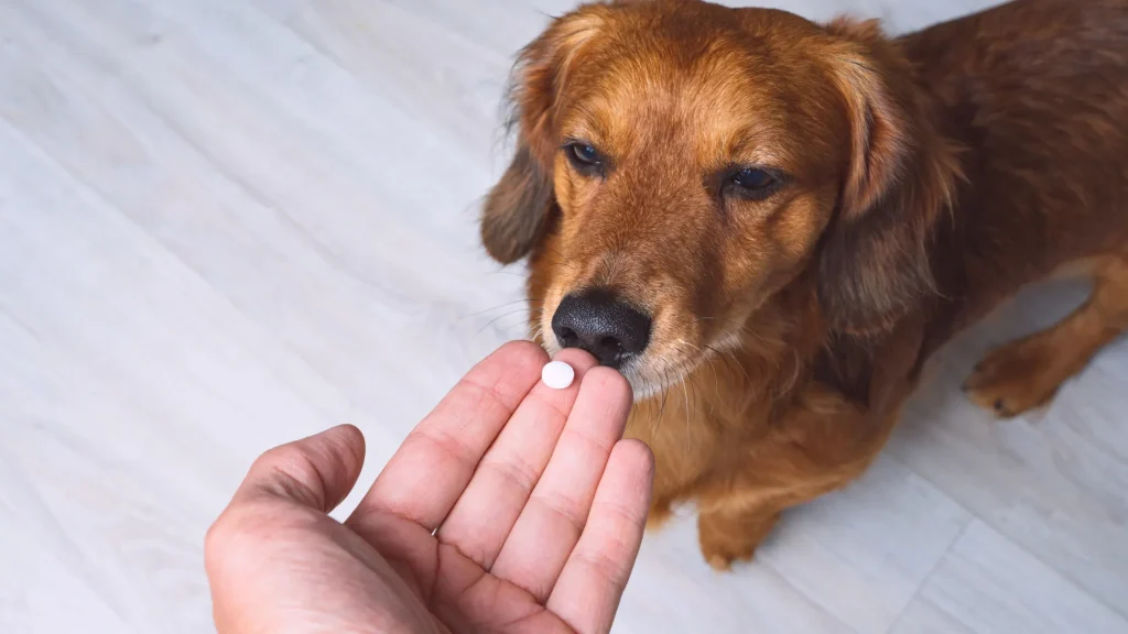 adaptar os cuidados básicos conforme a idade do animal