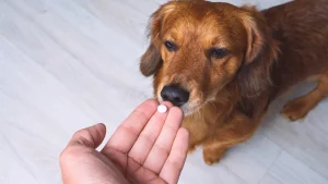 Como adaptar os cuidados básicos conforme a idade do animal