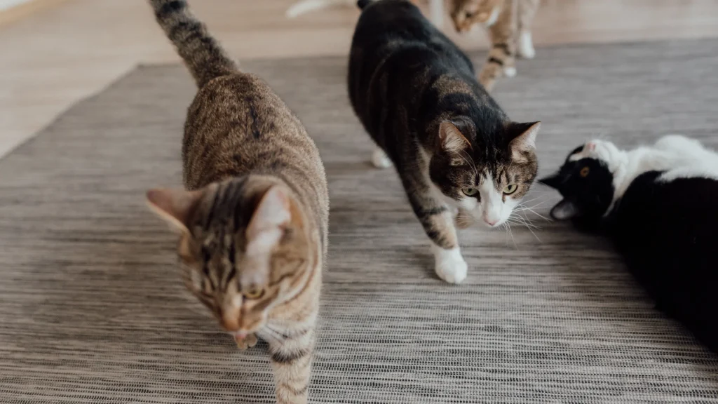 gatos conseguem memorizar a planta da casa sem se perder