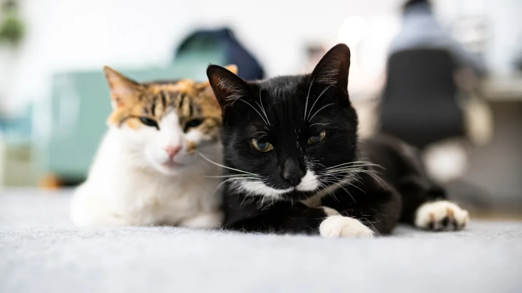 gatos conseguem memorizar a planta da casa sem se perder
