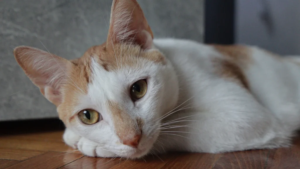gatos conseguem memorizar a planta da casa sem se perder