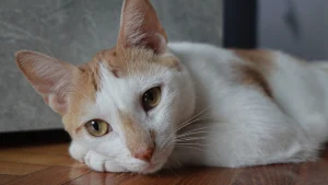 Como os gatos conseguem memorizar a planta da casa sem se perder