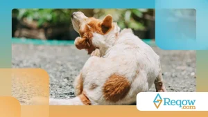 Cachorro coçando as orelhas: possíveis causas do incômodo