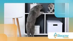 Gato usando prateleiras: dicas para criar espaços verticais