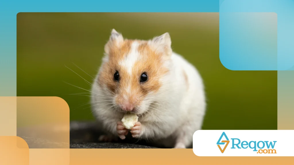 Hamster durante uma viagem