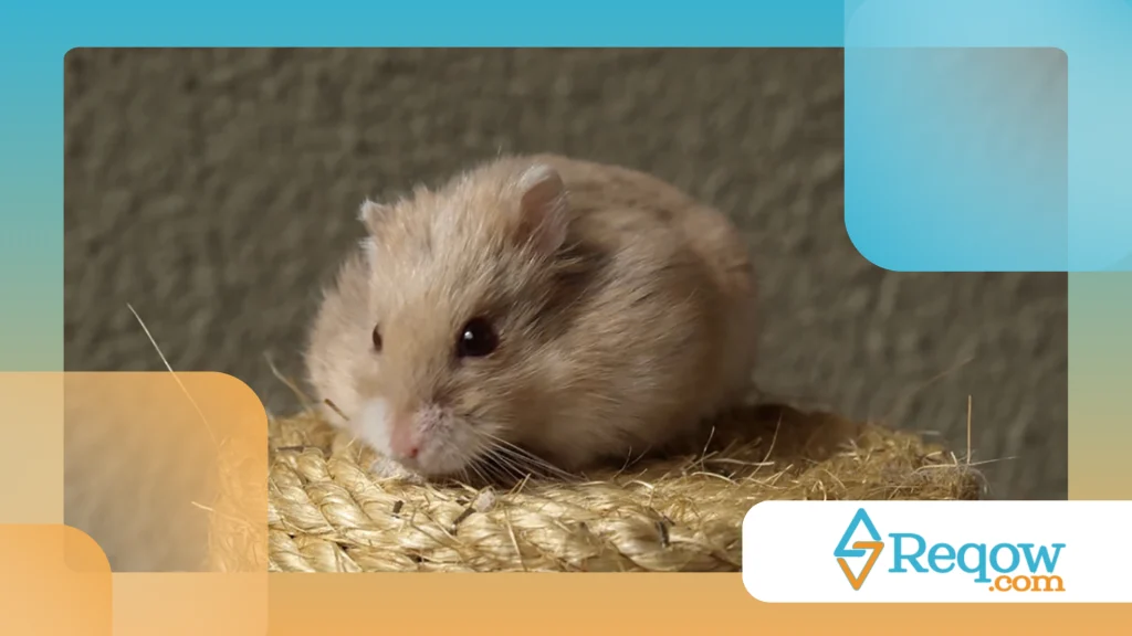 Hamster durante uma viagem