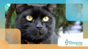 Bigodes de gatos: funções surpreendentes além do tato