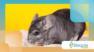 Chinchilas tomam banho de areia: entenda esse hábito incomum