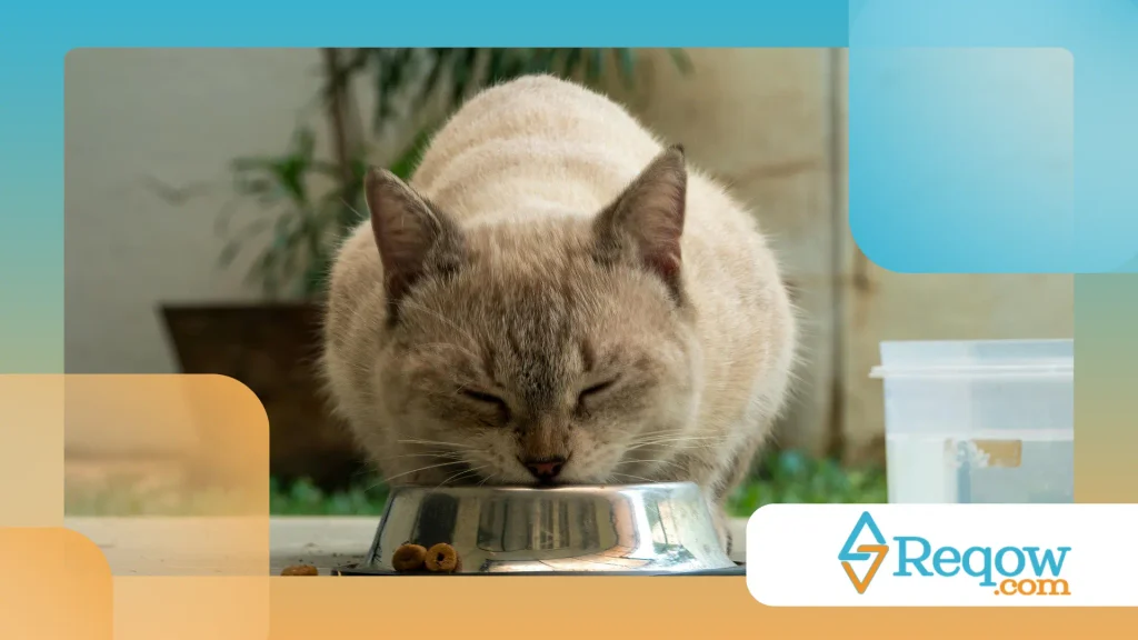 Gato e alimentação interativa
