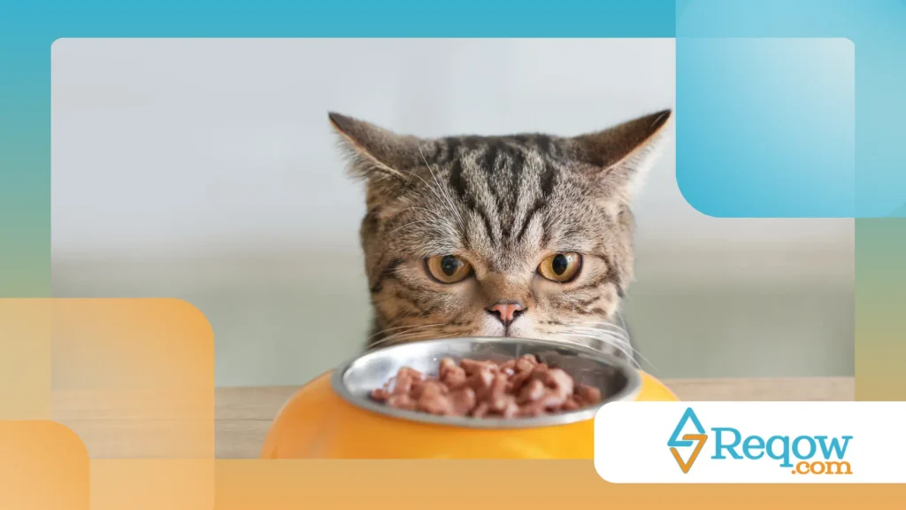 Gato e alimentação interativa