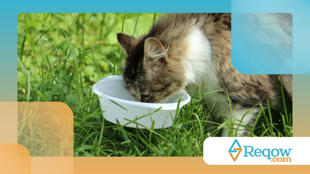 Gato e alimentação interativa