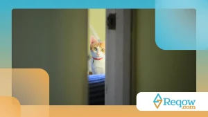 Gato observando portas fechadas: leitura comportamental
