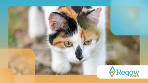 Gato piscando lentamente: curiosidades da comunicação