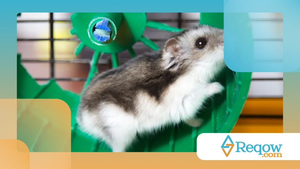 Hamster ativo apenas em determinados horários