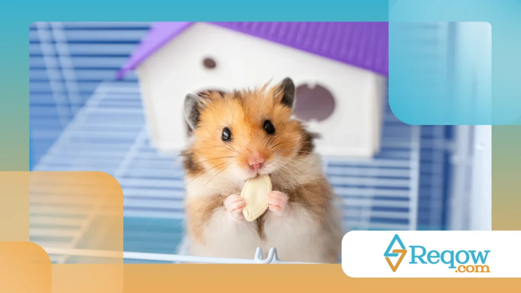 Hamster ativo apenas em determinados horários
