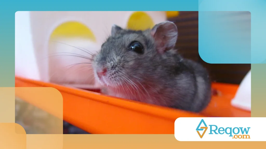 Hamster com novo habitat