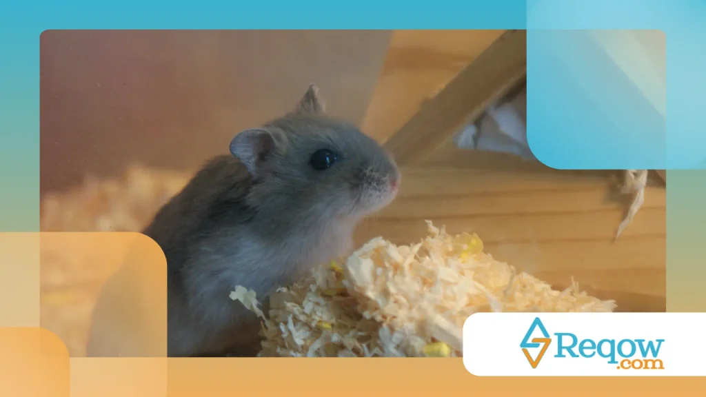 Hamster com novo habitat